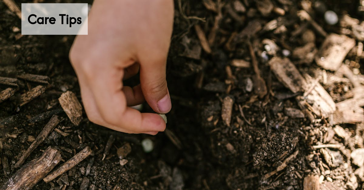 Table of eyebrow growth nutrients