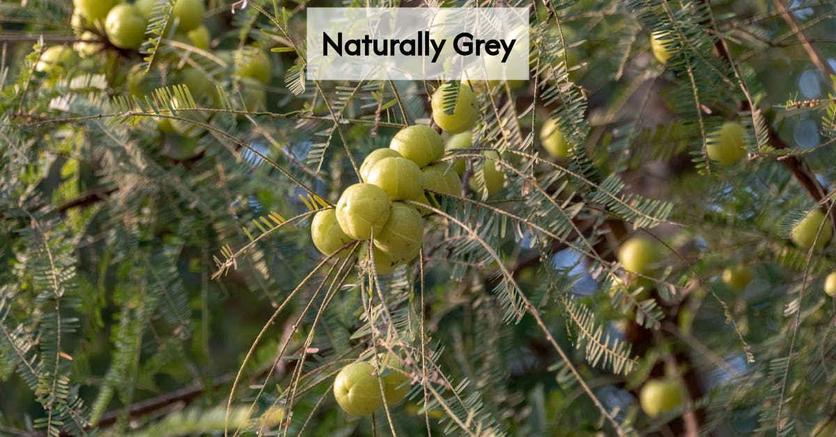Amla fruits for grey hair