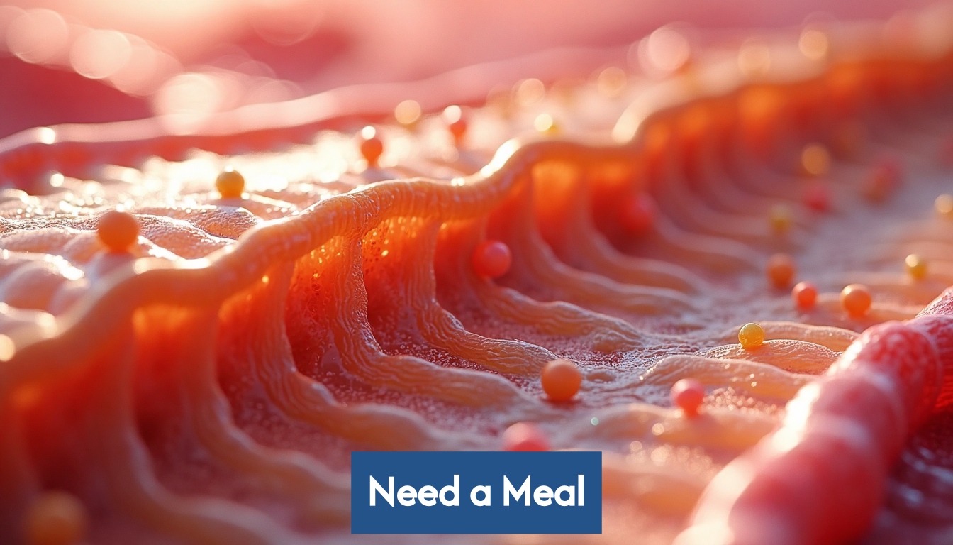 Micro view of nutrient absorption in intestines.