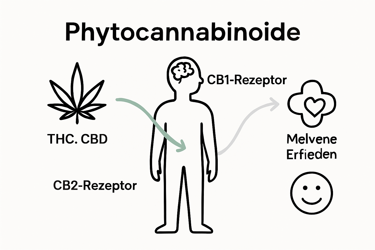 Grafik: Wie Phytocannabinoide auf die unterschiedlichen Rezeptoren im Körper wirken