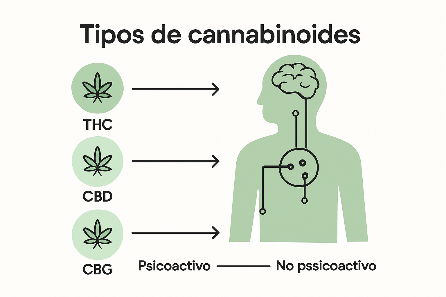 Infografía: tipos de cannabinoides y cómo afectan a nuestro organismo