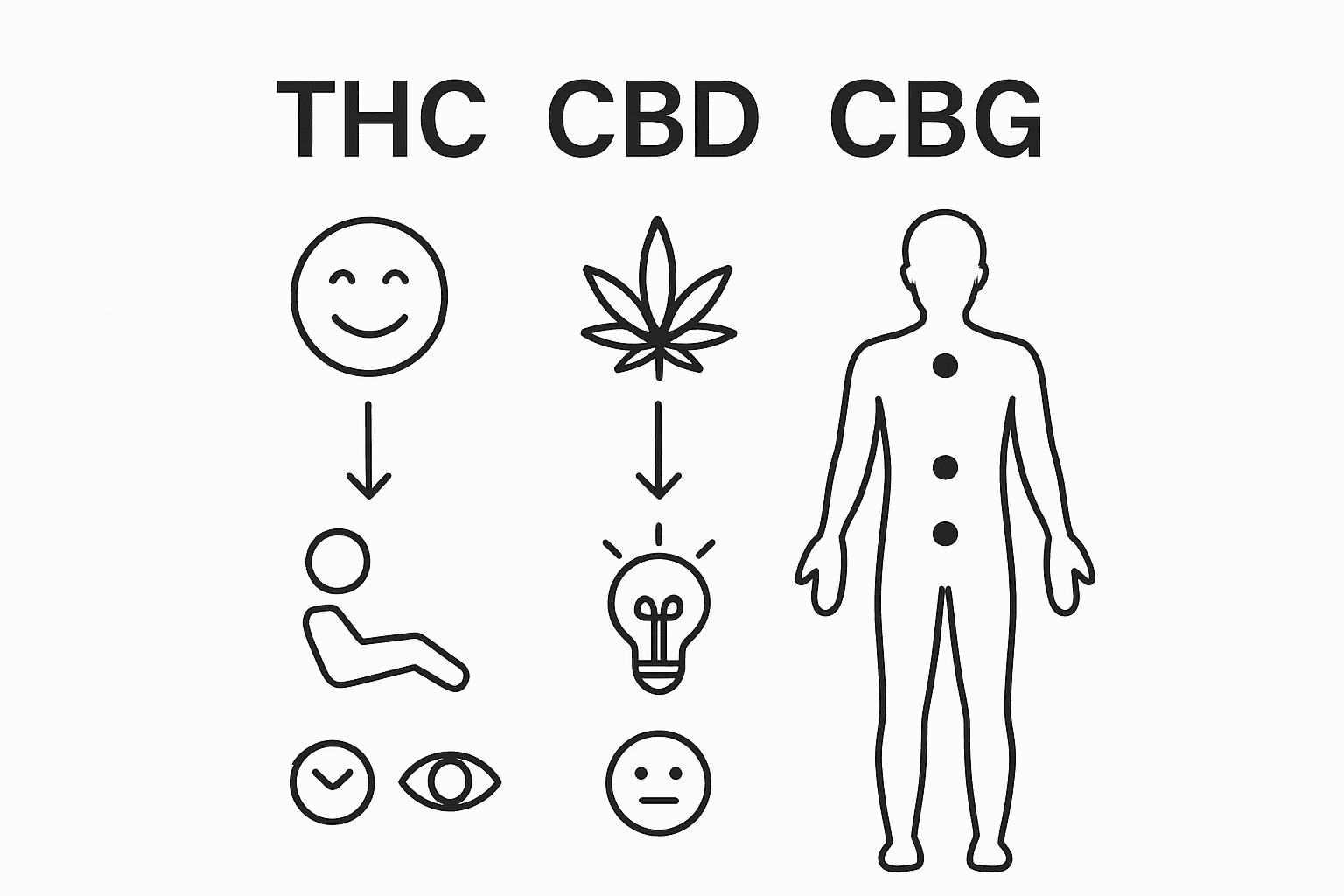 Přehledná infografika: Jaké jsou rozdíly v účincích THC, CBD a CBG?