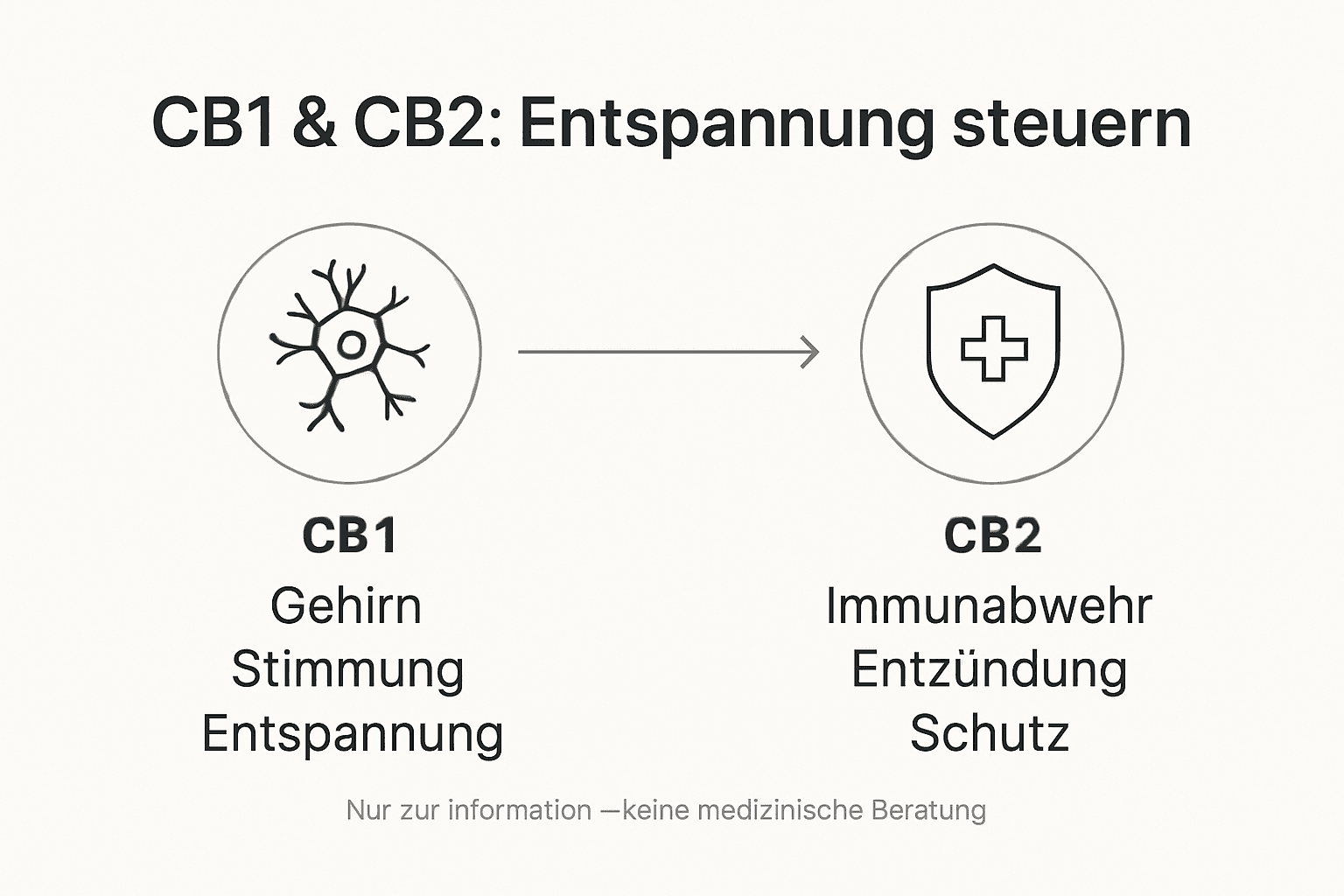 Grafik: Wie CB1- und CB2-Rezeptoren zur Entspannung beitragen