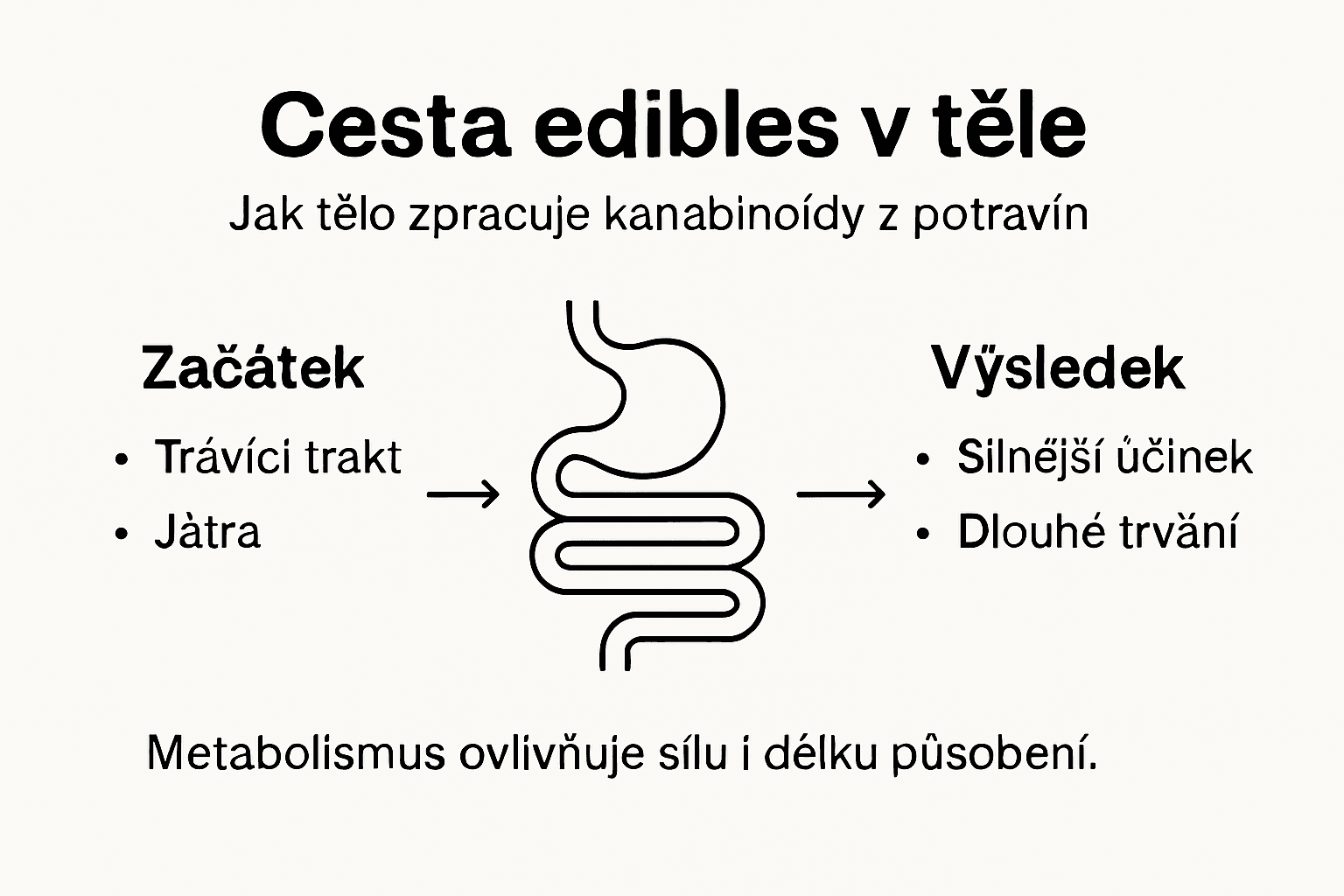 Jak tělo zpracovává jedlé konopí: přehledný průvodce