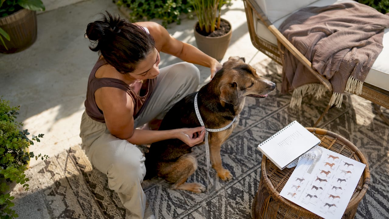Woman measuring dog's chest with tape