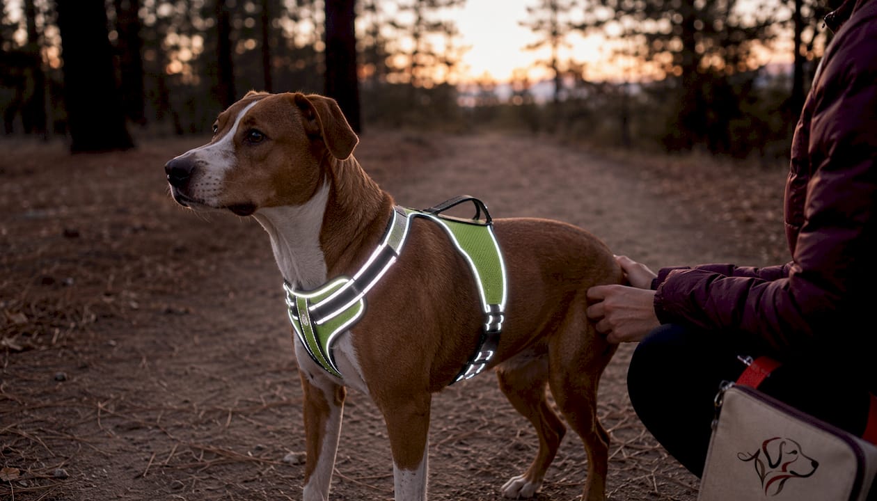 Dog wearing reflective harness outdoors