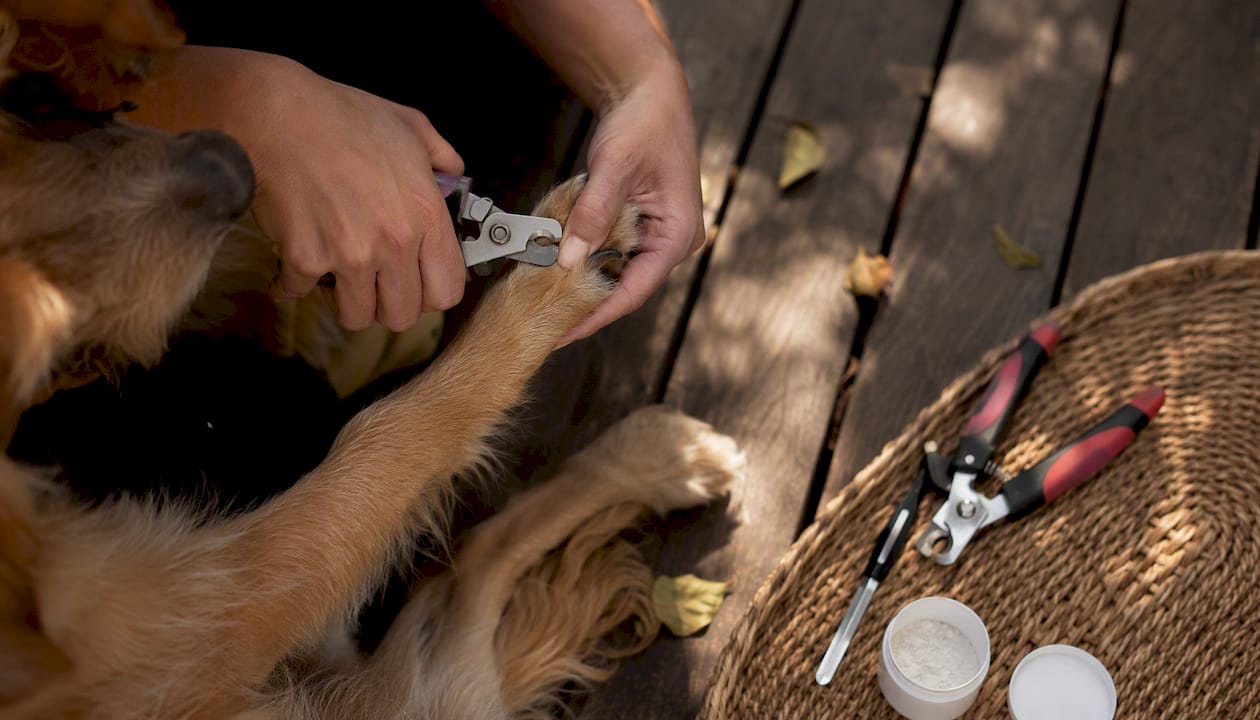 Close-up of dog dewclaw being trimmed safely
