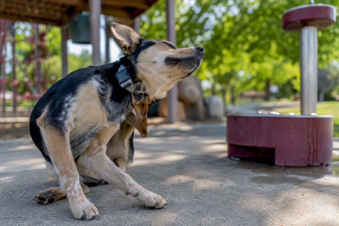 Dog pawing at collar in outdoor park