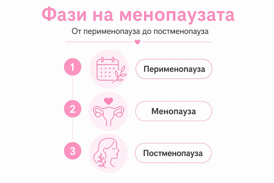Визуално представяне на етапите на менопаузата – подредени по времева линия