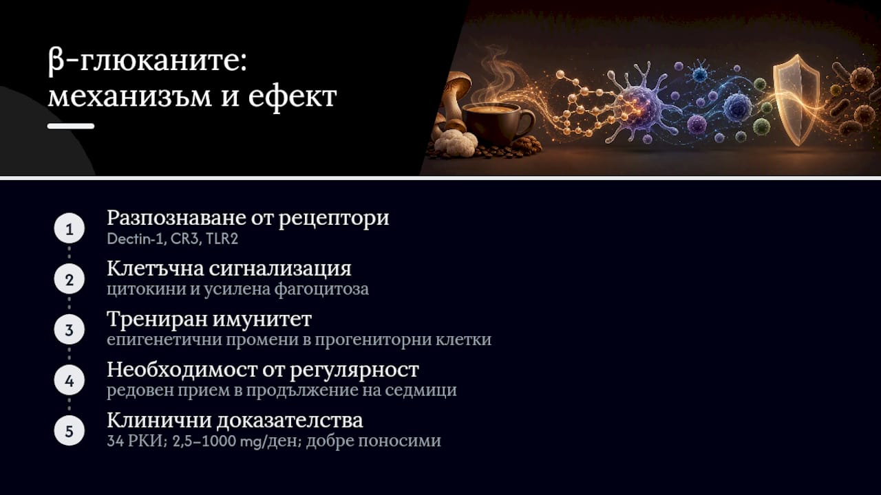 Как действат β-глюканите: рецептори, имуномодулация и трениран имунитет — overview diagram