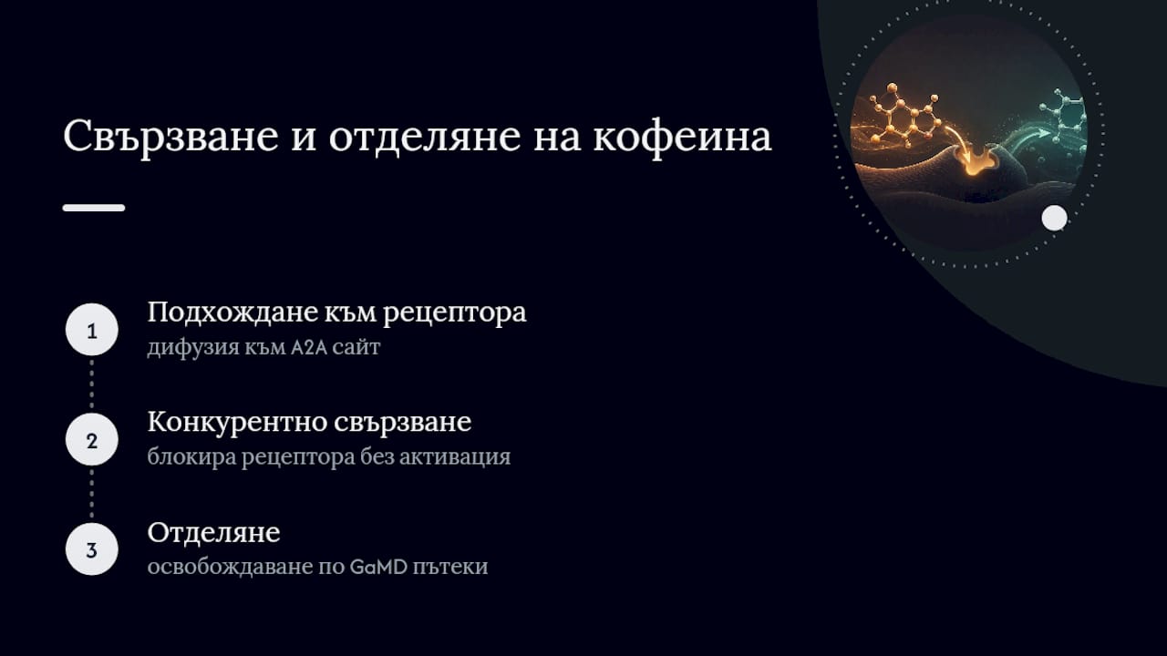 Схема на свързване на кофеин с аденозинови рецептори