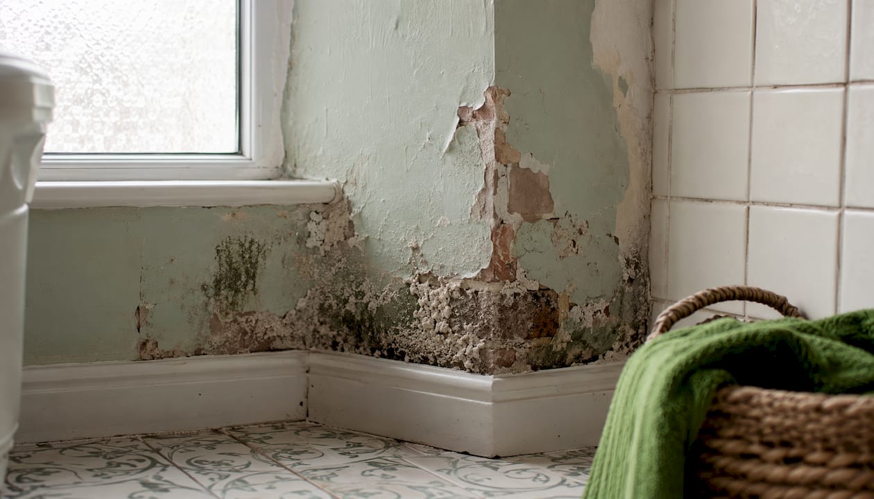 Close-up of rising damp damage on interior wall