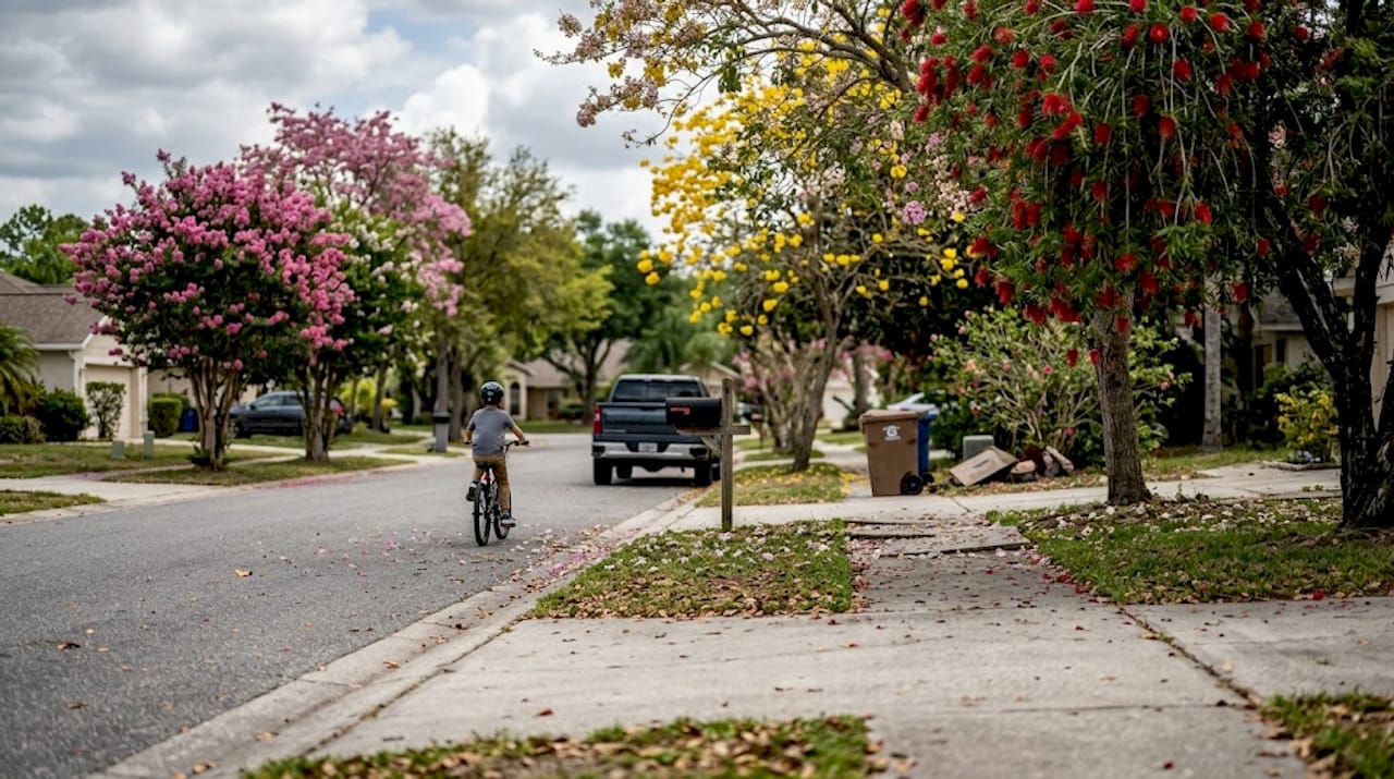 Blooming ornamental trees along Florida street