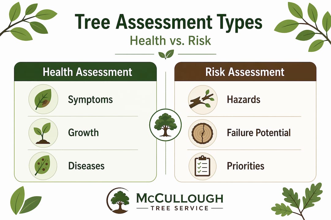 Infographic comparing tree health vs risk assessment
