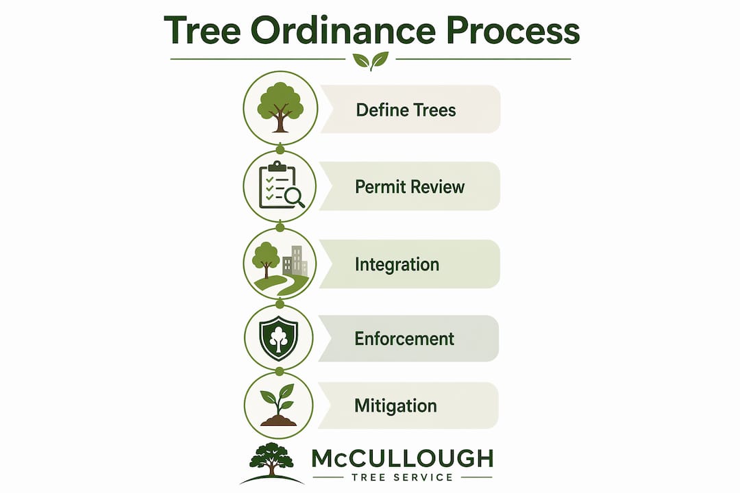 The Role of Local Tree Ordinances in Florida 2 Infographic illustrating tree ordinance process steps