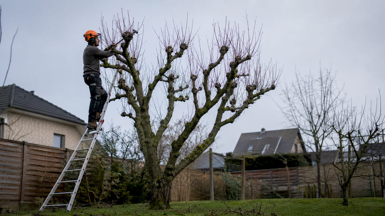Arborist pollarding tree in urban setting winter
