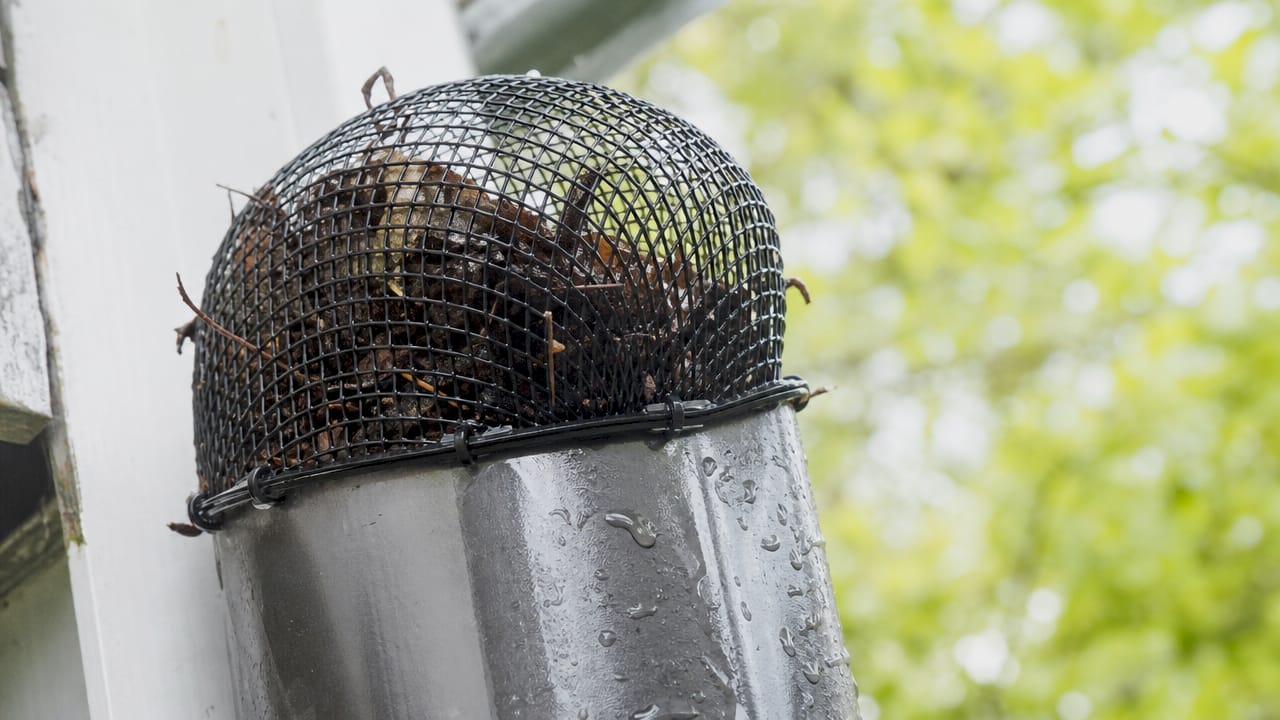 Close-up of gutter downspout filter catching debris