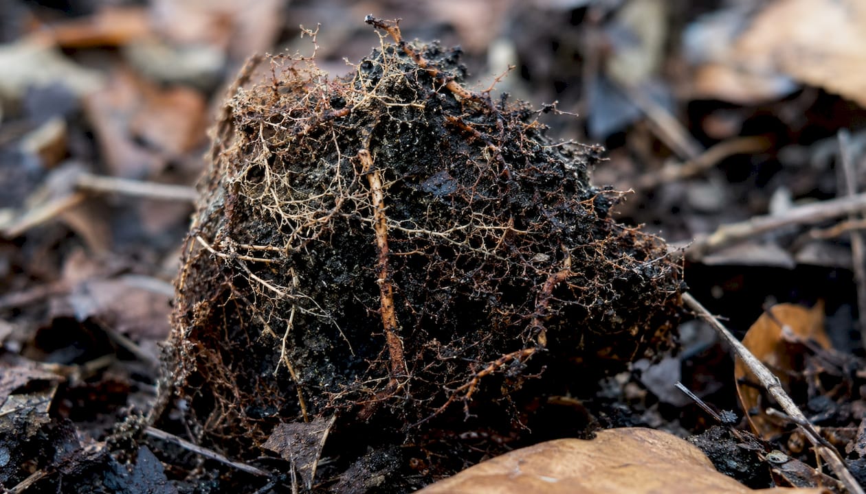 Close-up of tree roots with mycorrhizal fungi