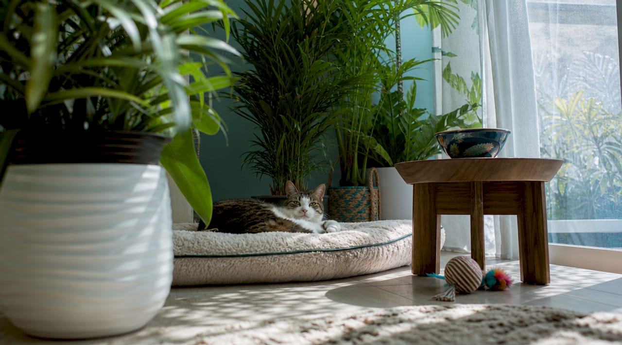 Types of Apartment Floor Plans for Cats: 2026 Guide 1 Cat resting in quiet alcove nook