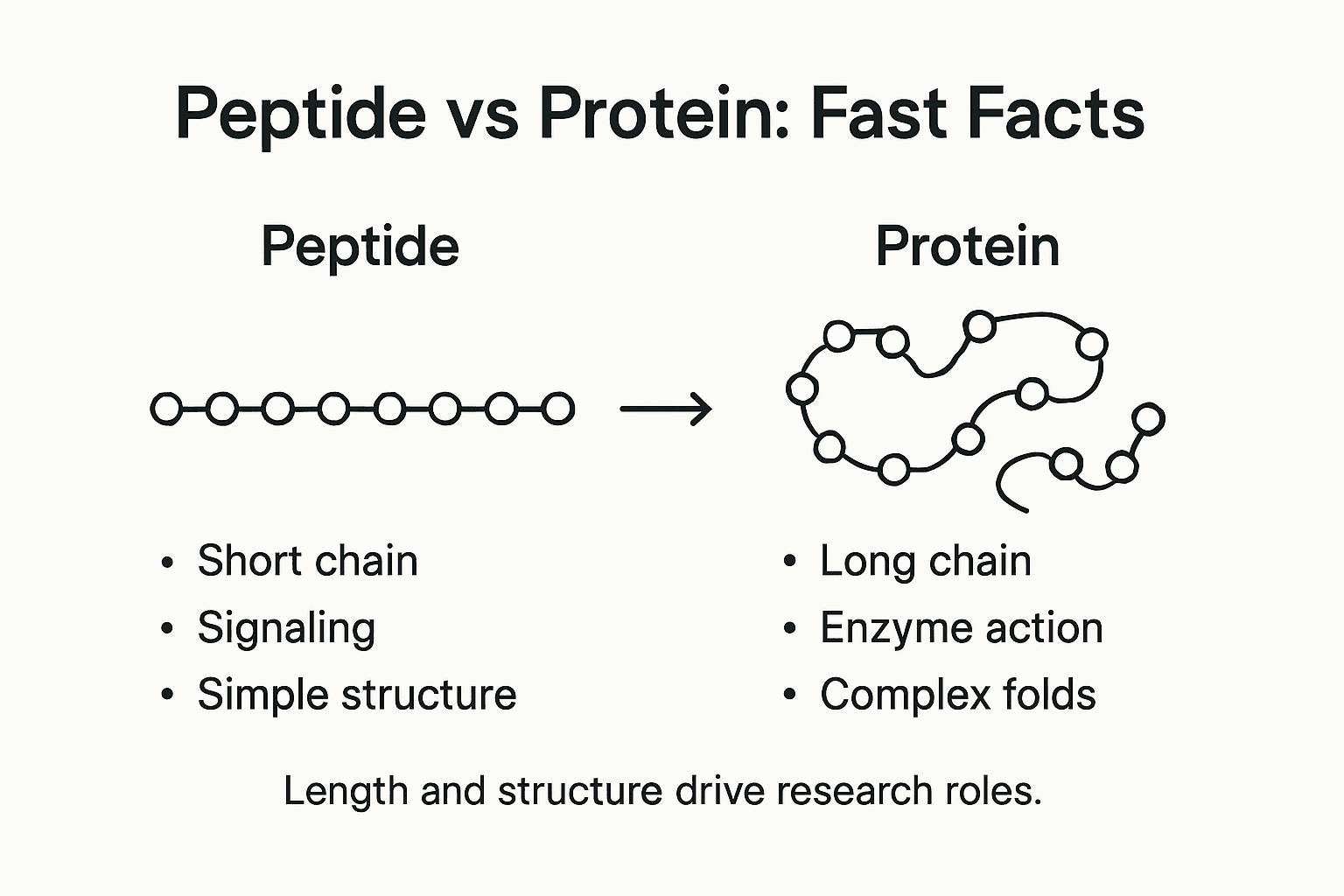 Infographic comparing peptide and protein features
