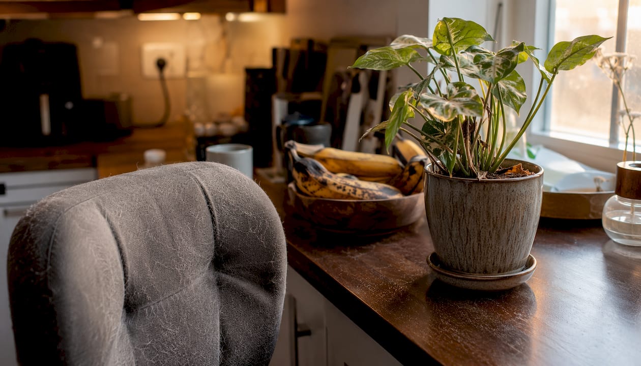 Dust and pet fur triggers on UK home windowsill