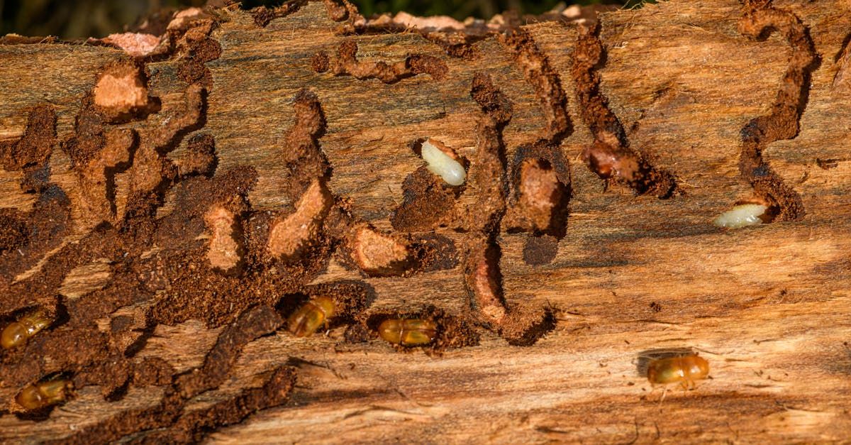 Visible pest damage on home wood beam