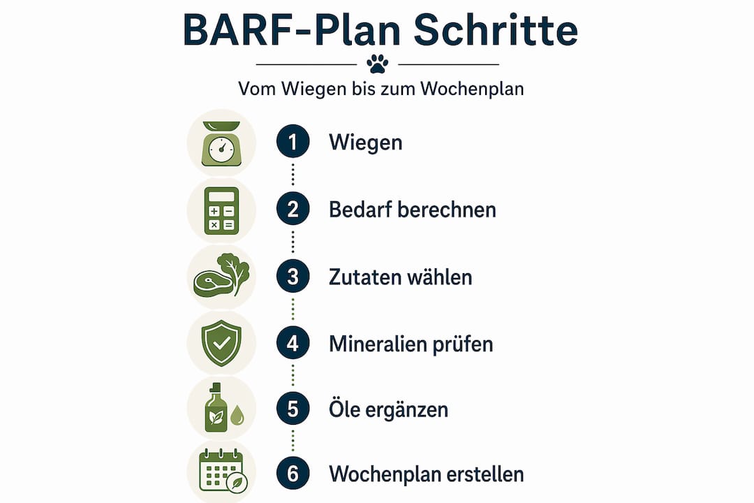 Sechs einfache Schritte: So stellst du einen BARF-Futterplan zusammen – anschaulich erklärt in einer Infografik.