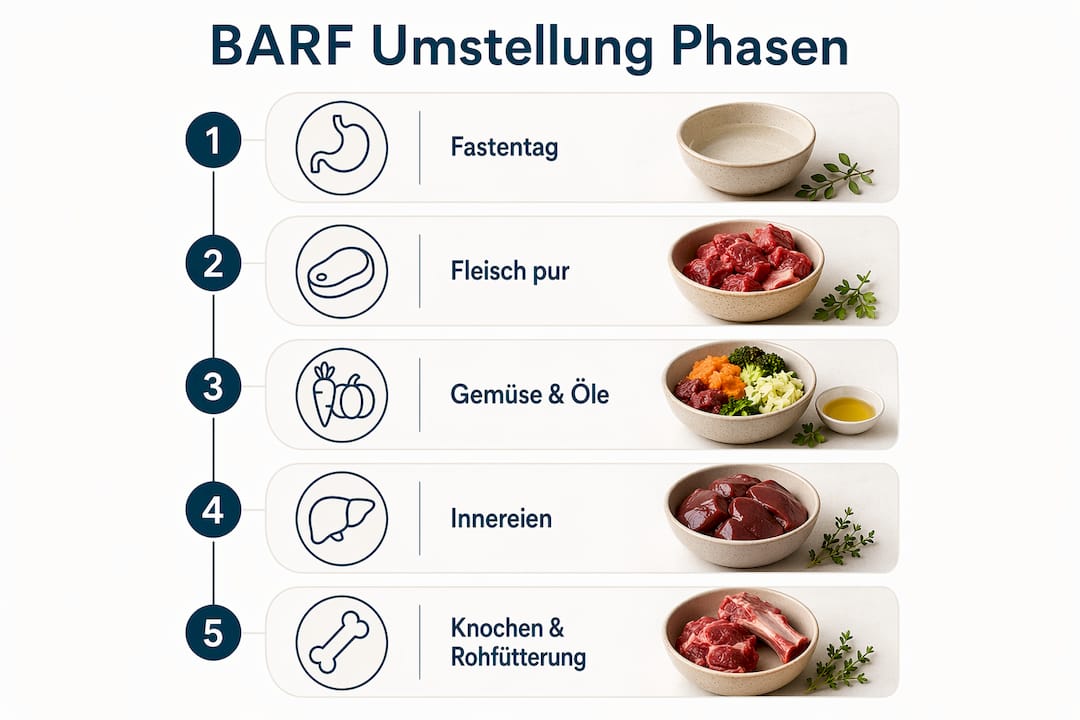 Grafik: Die fünf Schritte zur erfolgreichen BARF-Umstellung
