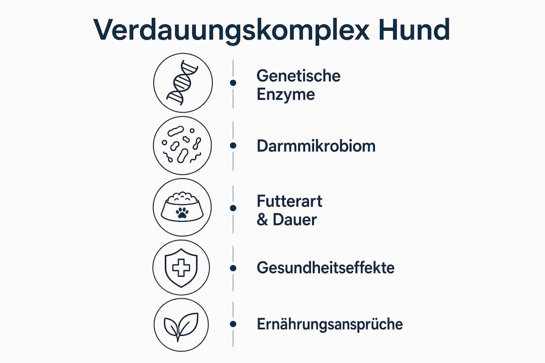 Infografik: So funktioniert die Verdauung beim Hund – Schritt für Schritt erklärt