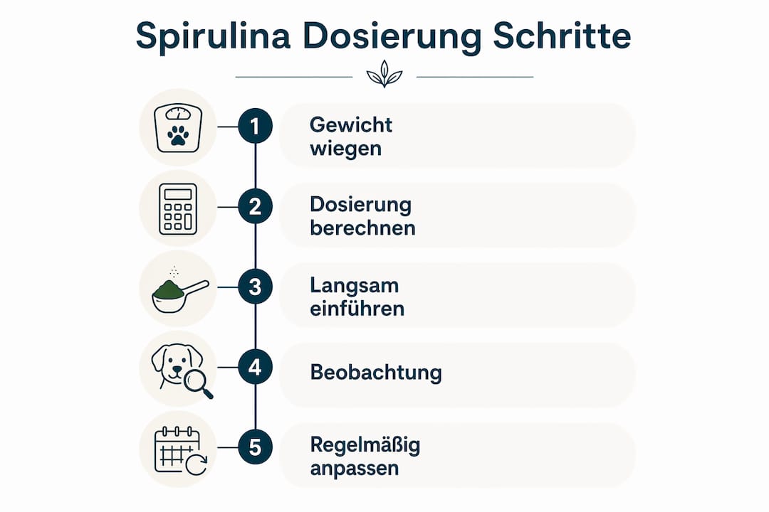 Grafik: So steigern Sie die Spirulina-Dosierung für Ihren Hund Schritt für Schritt