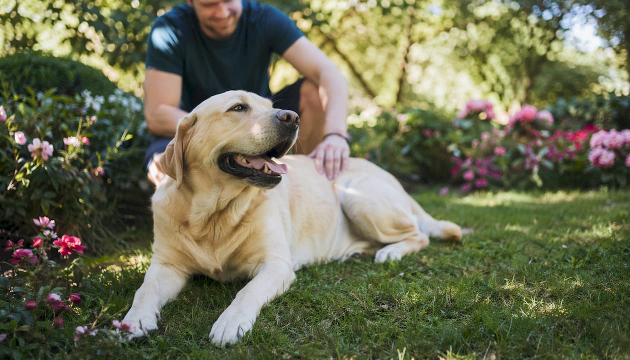 Ein Labrador mit seidig glänzendem Fell spielt vergnügt im Garten.
