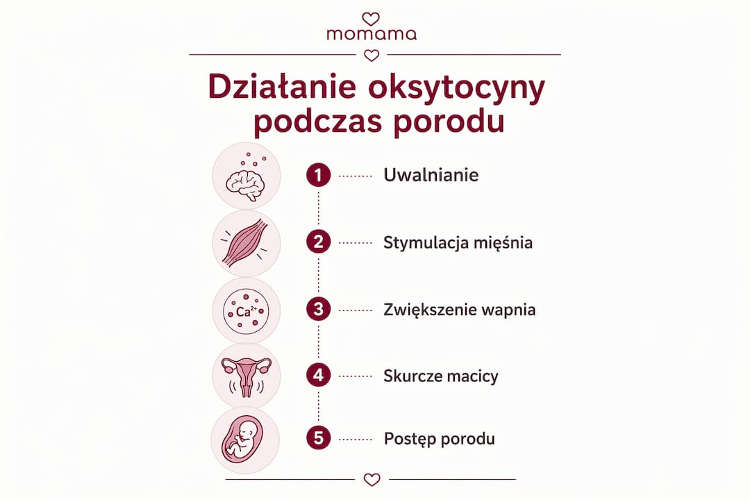 Grafika przedstawiająca, jak oksytocyna wpływa na przebieg porodu