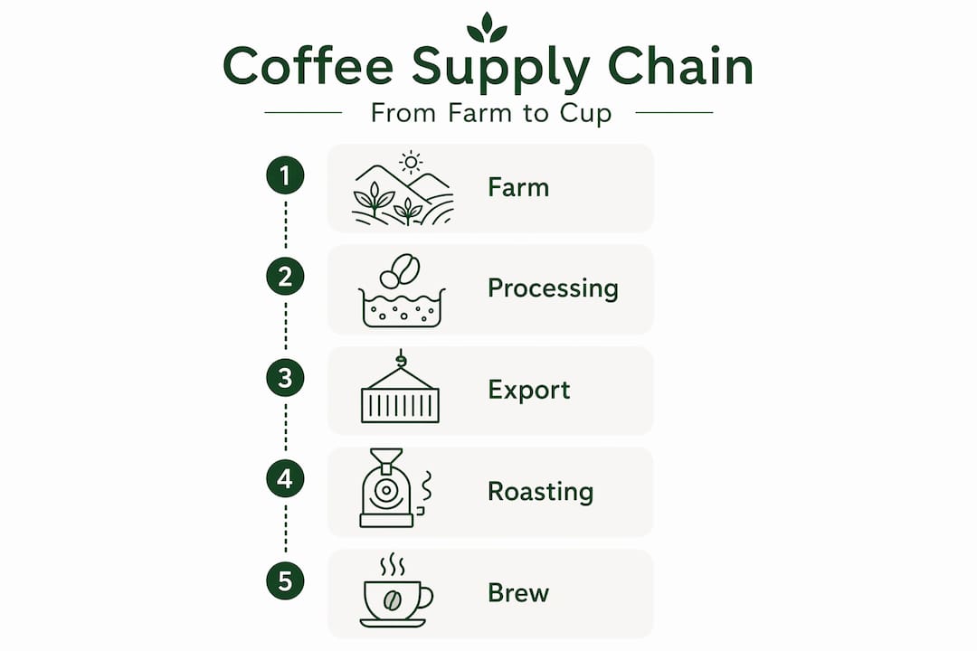 Vertical flow infographic outlining coffee supply chain stages