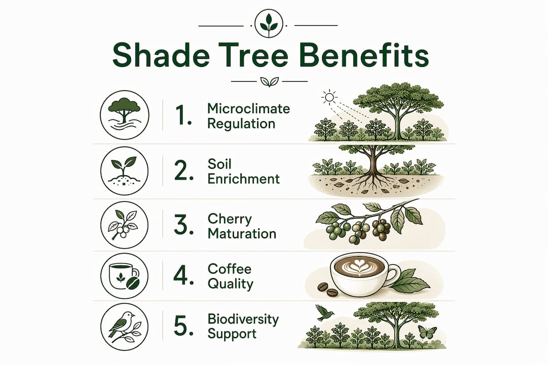 Infographic showing key benefits of shade trees in coffee farms