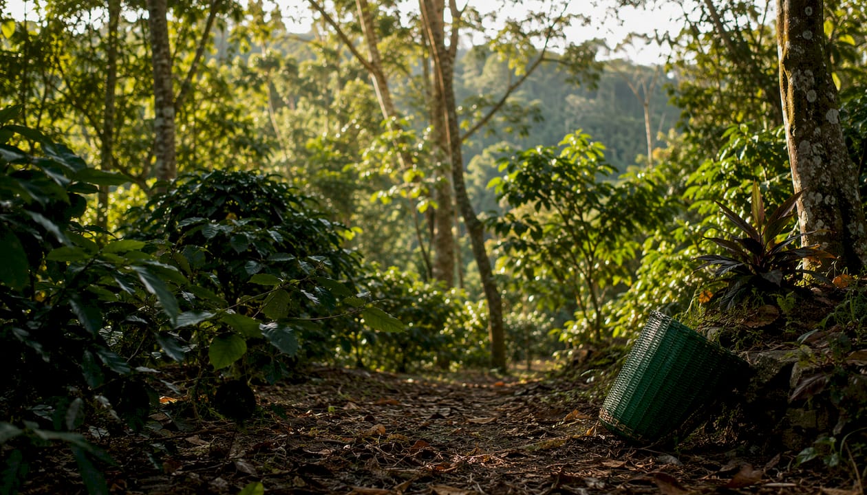 Shade-grown coffee farm with canopy trees