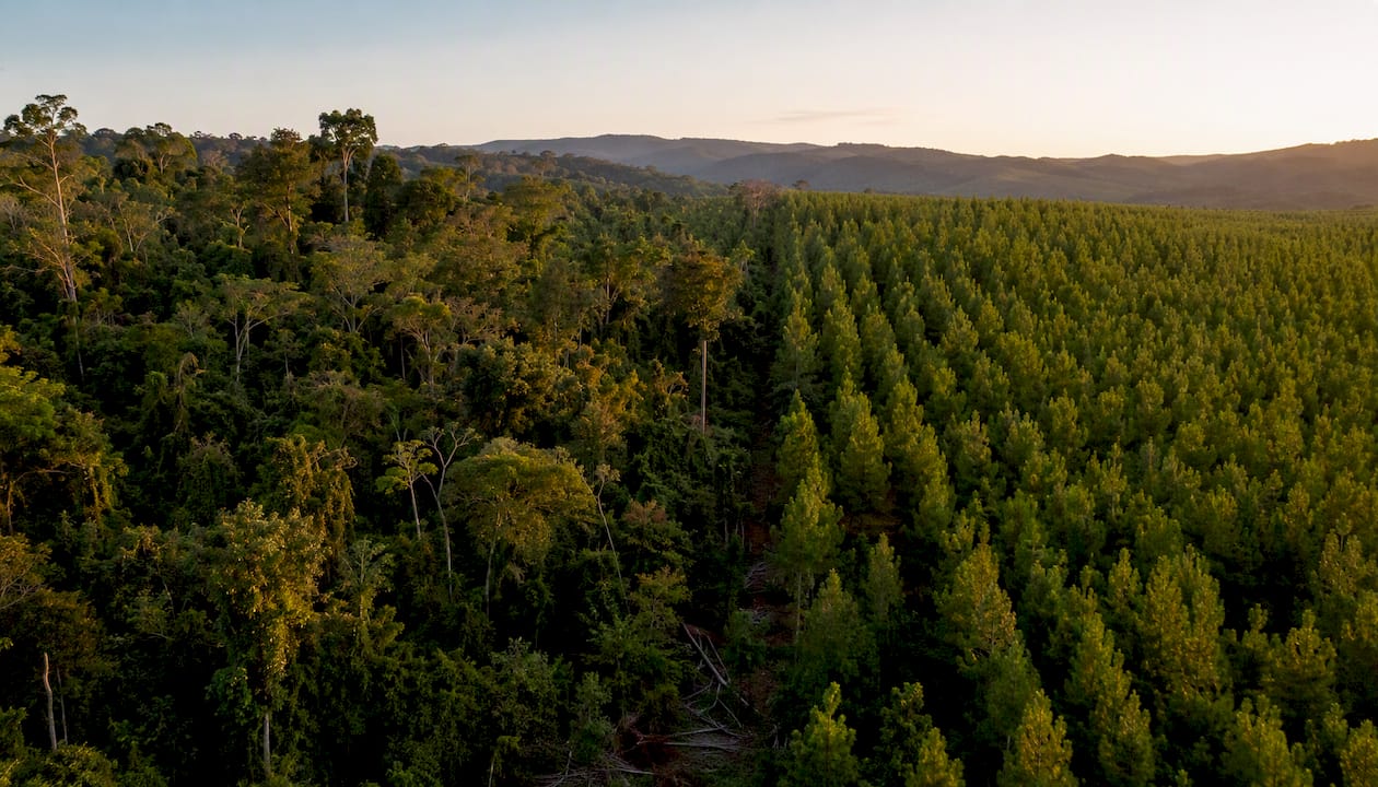 Overhead view comparing native forest and plantation