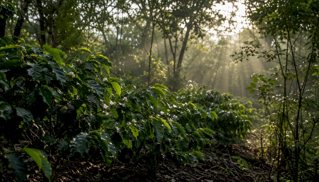 Shade-grown coffee plants under canopy trees