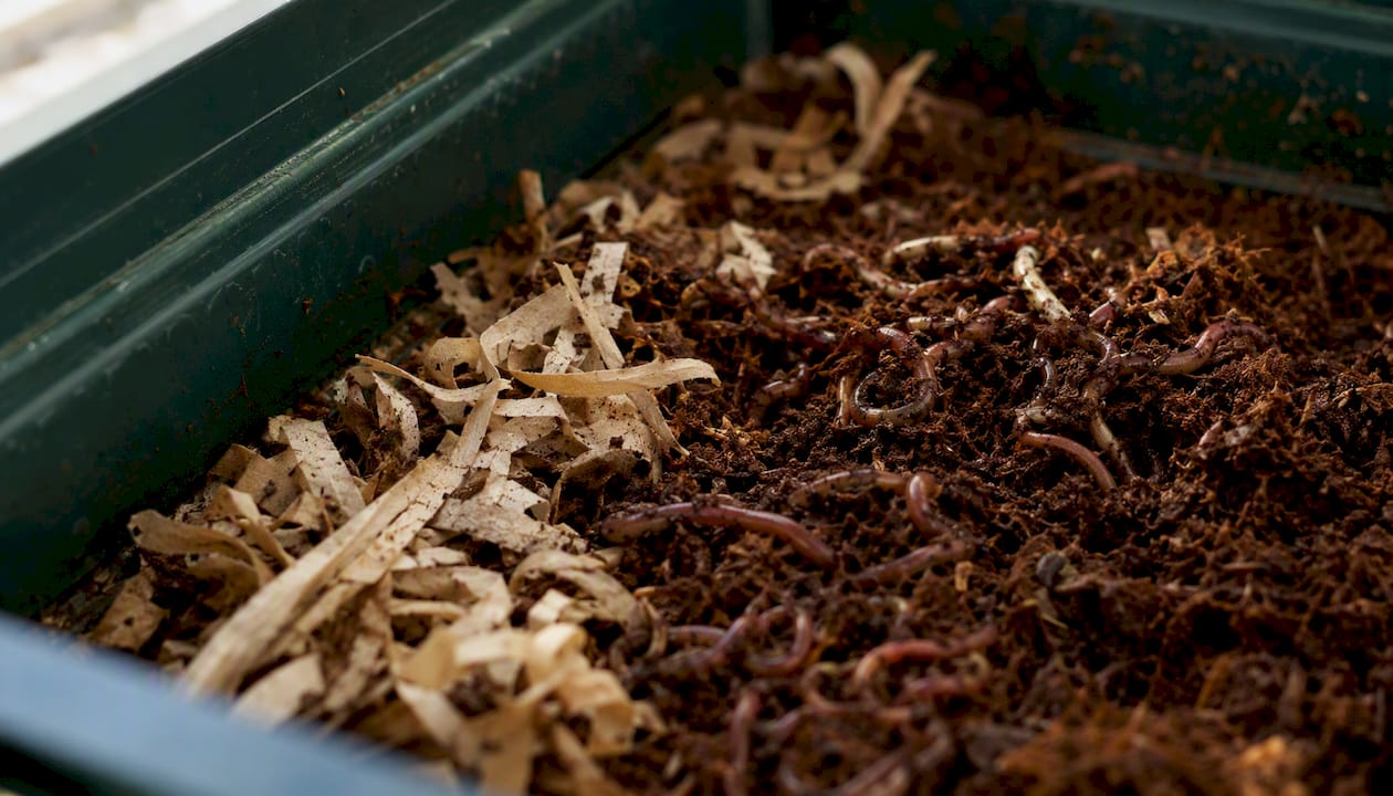 Worms in vermicompost with shredded coffee filters