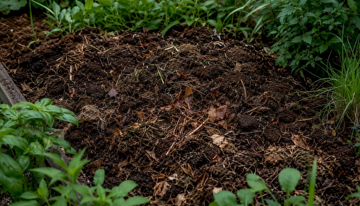 Coffee grounds layered with leaves in garden soil