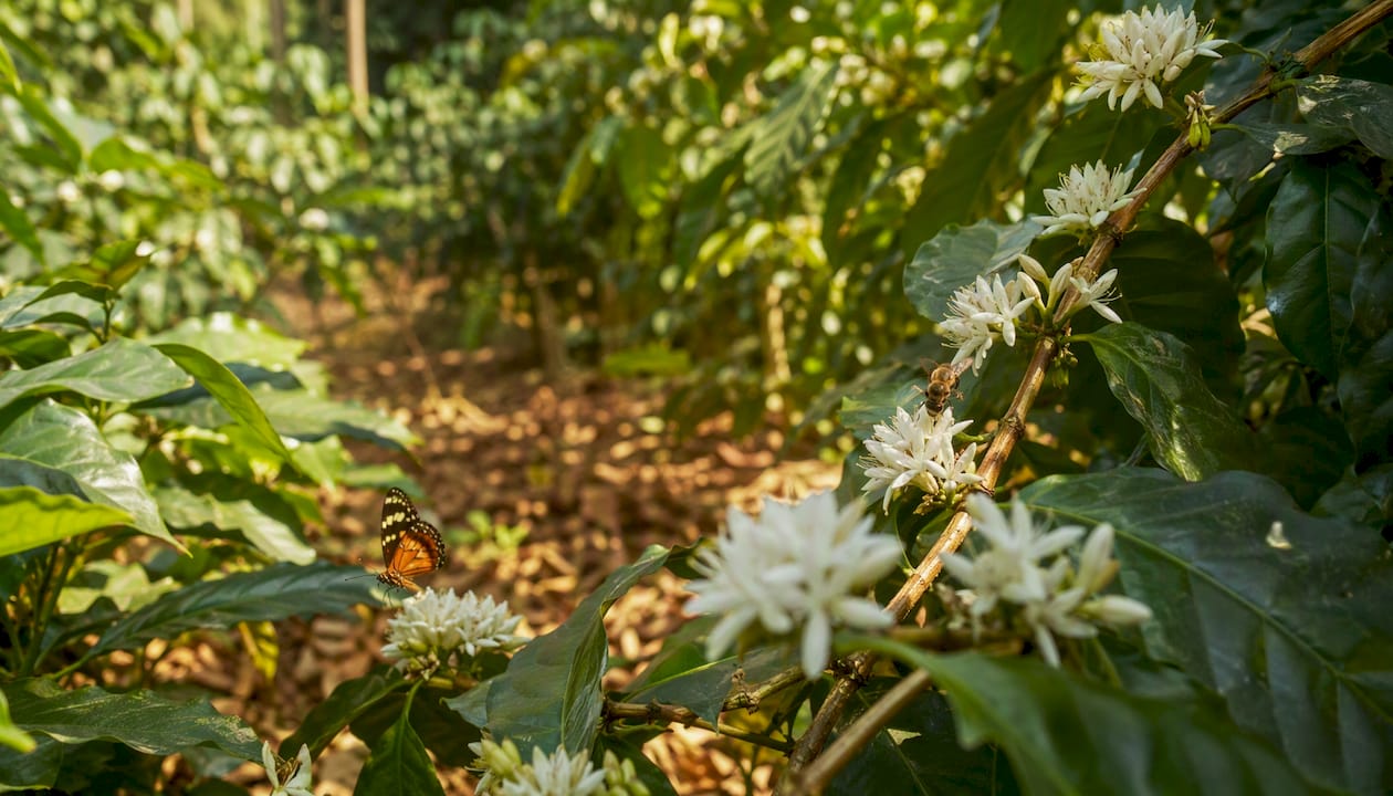 Wild bees pollinating coffee flowers