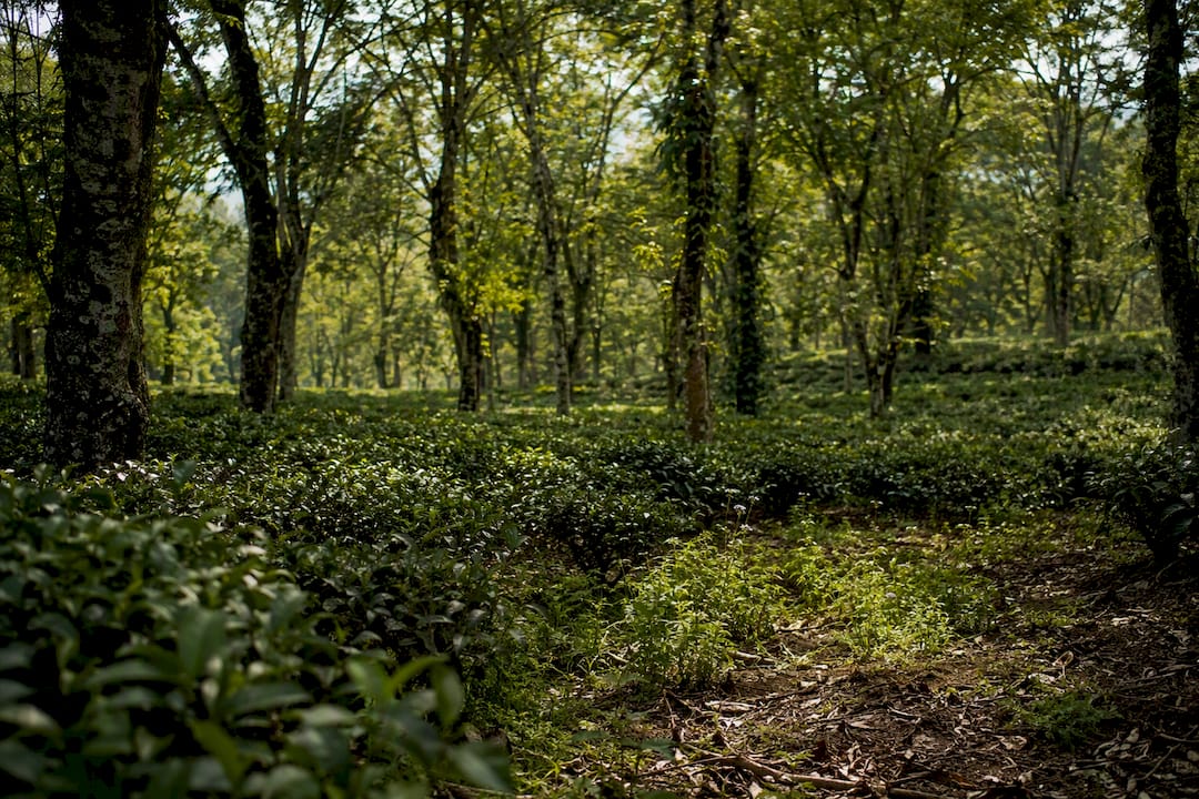 Shade-grown tea plants under tree canopy