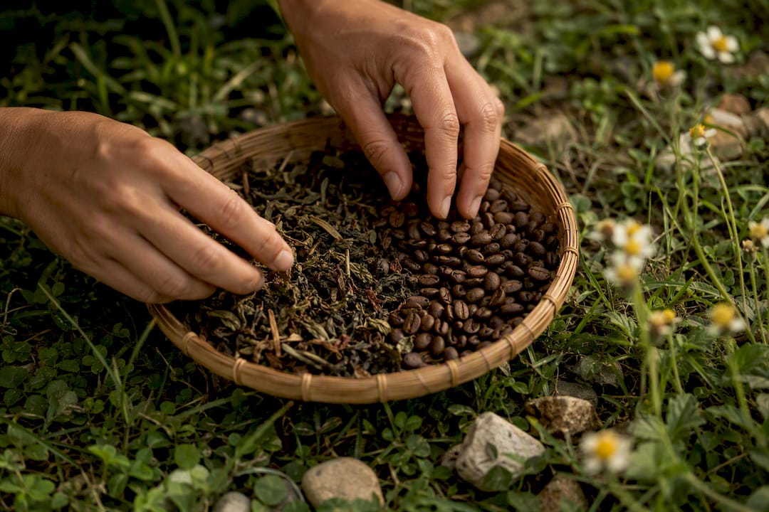 Hands inspecting tea leaves and coffee beans outdoors