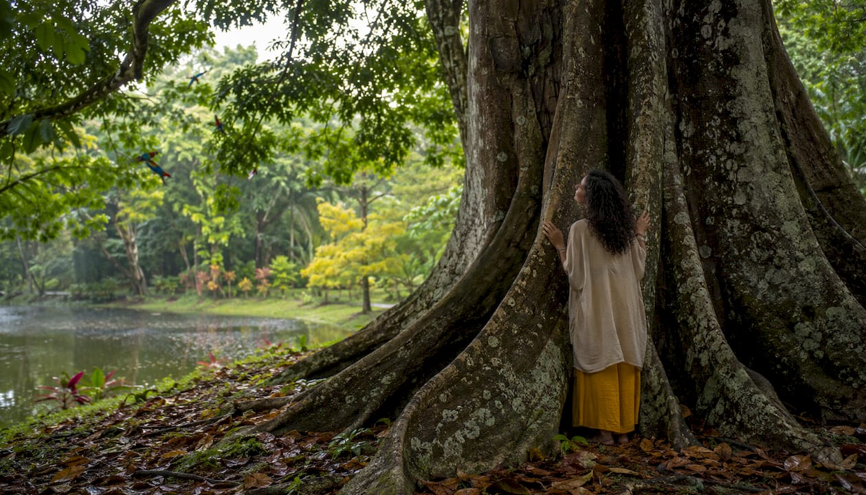 Hands touching large Ceiba tree trunk outdoors