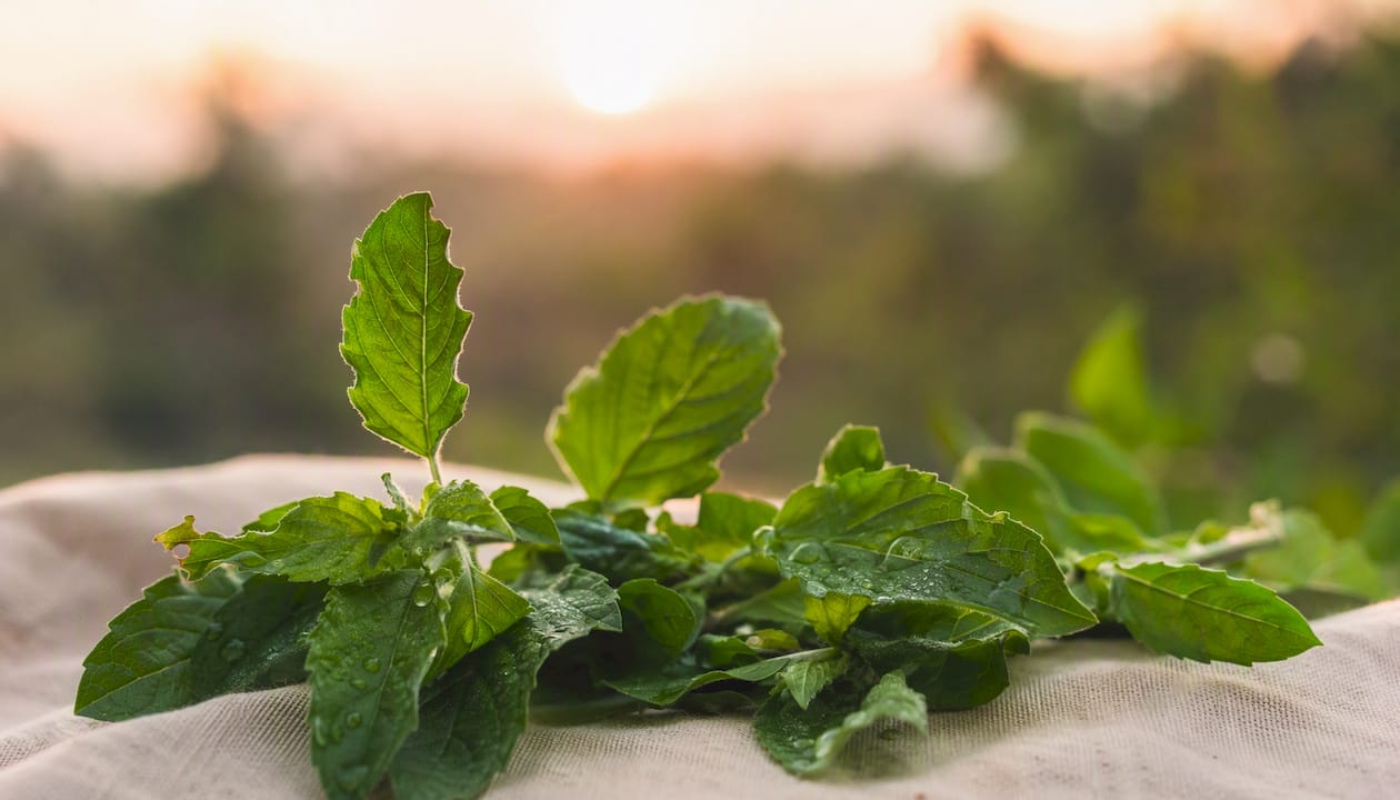 Dettaglio di foglie fresche di tulsi