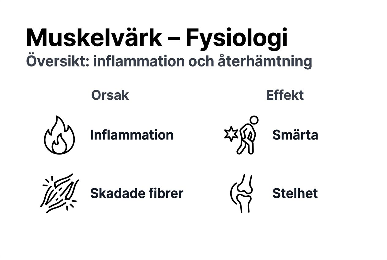 Så fungerar muskelvärk – en översikt i infografik