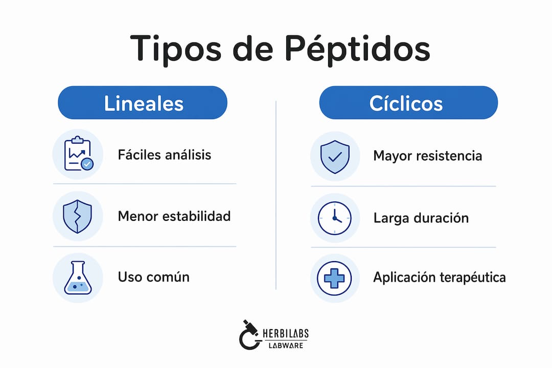 Infografía comparativa sobre las diferencias entre péptidos lineales y cíclicos