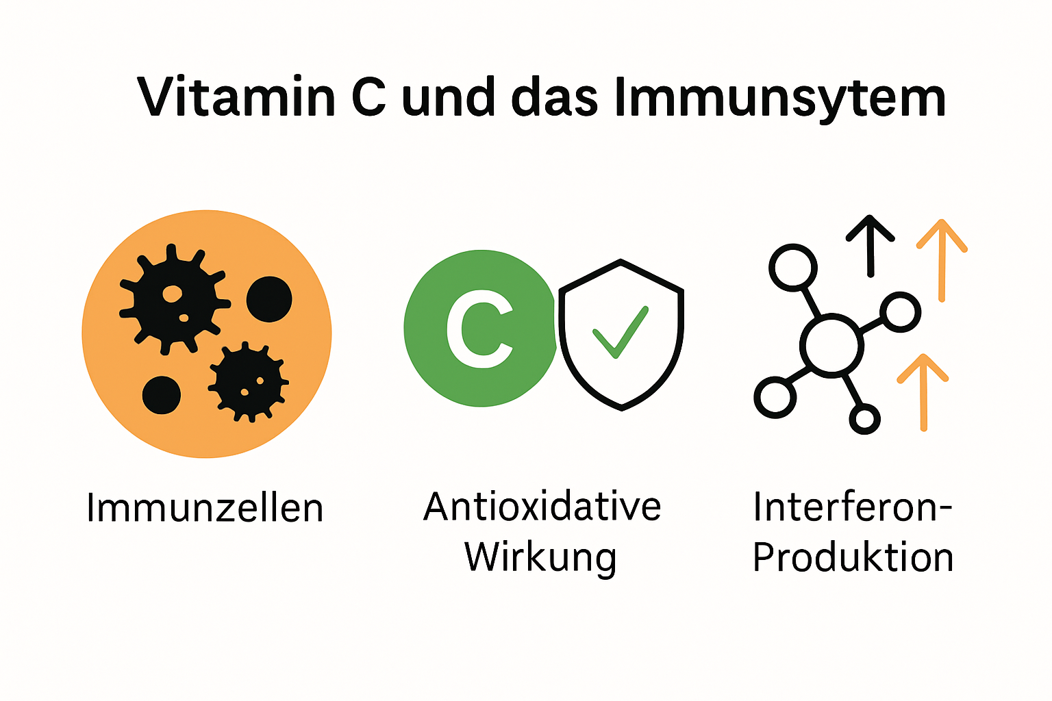 Infografik: Wie Vitamin C das Immunsystem stärkt