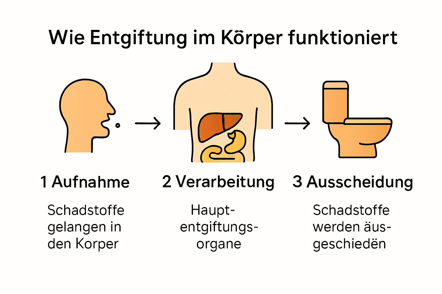 Infografik zu Entgiftung: Organe und Funktionsweise im Körper