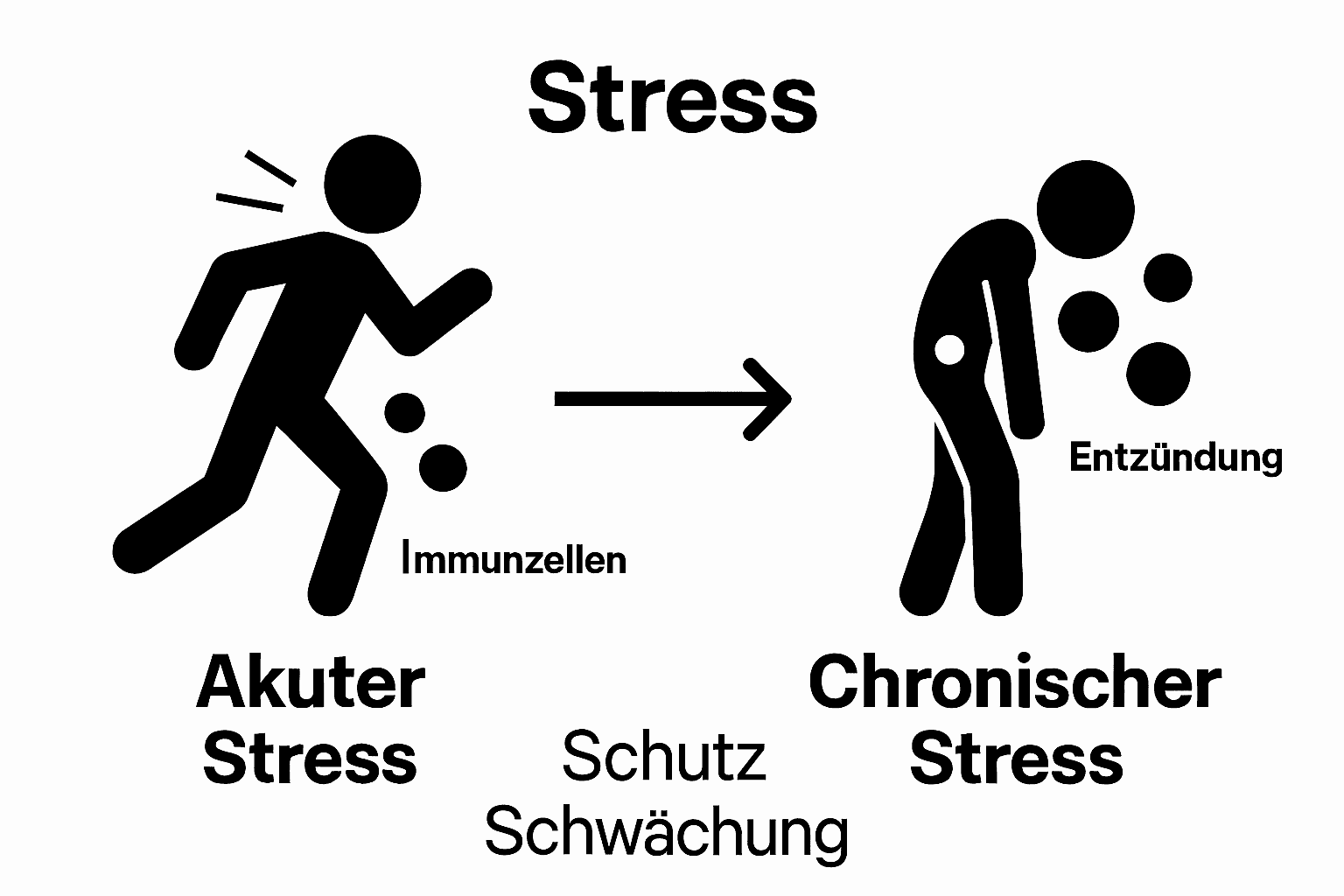 Vergleich akuter und chronischer Stresswirkung auf Immunsystem