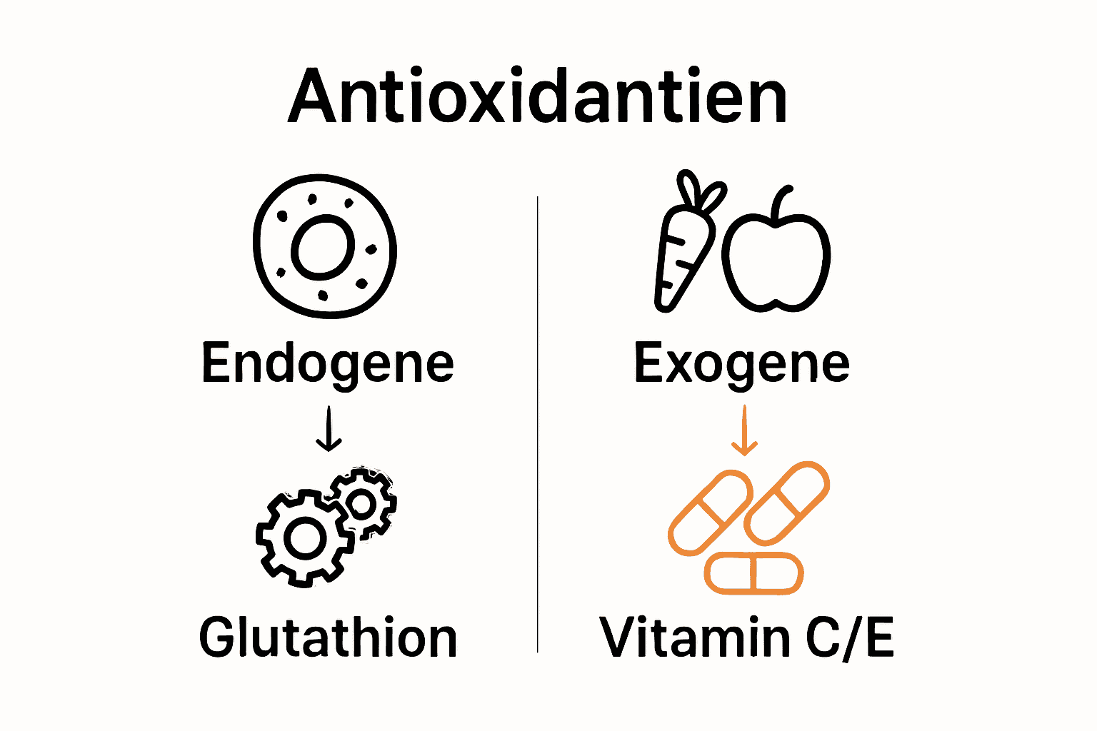 Infografik zum Vergleich endogener und exogener Antioxidantien